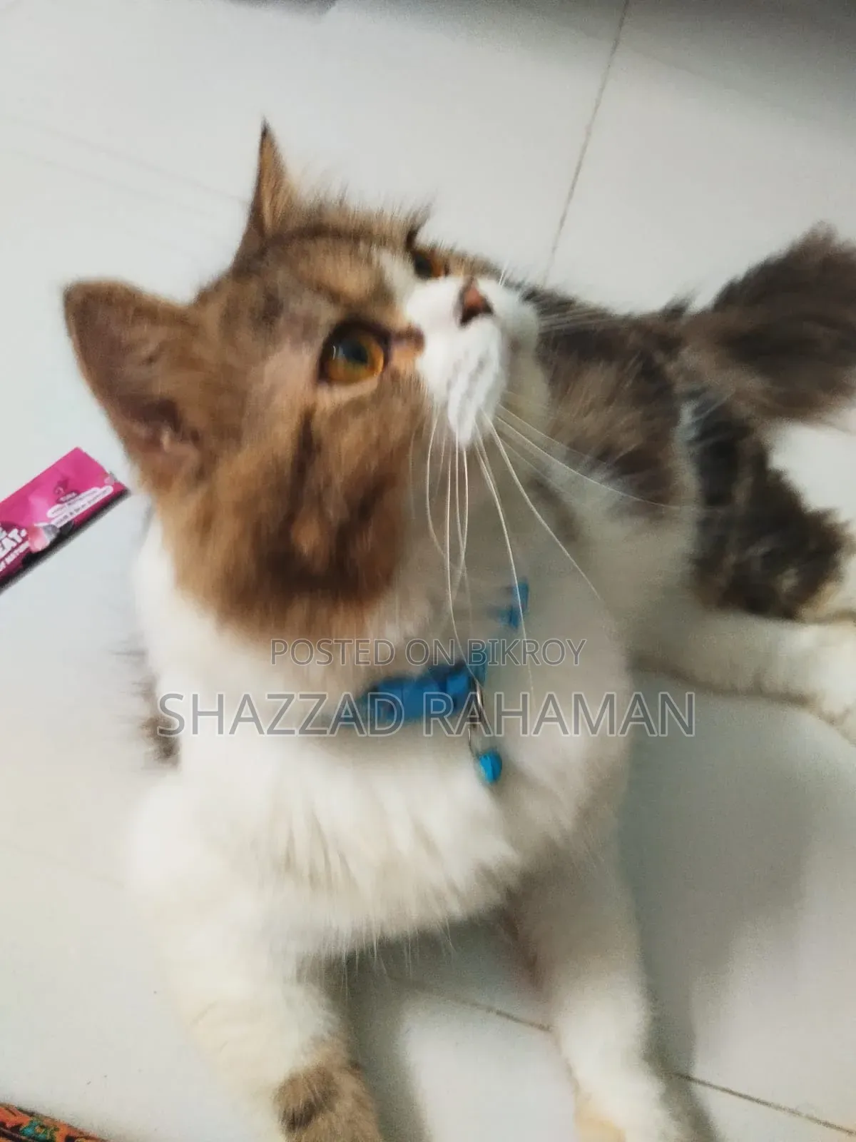 6-12 months Male Purebred Persian