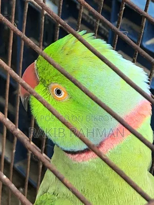 কথা বলা টেম টিয়া পাখি
