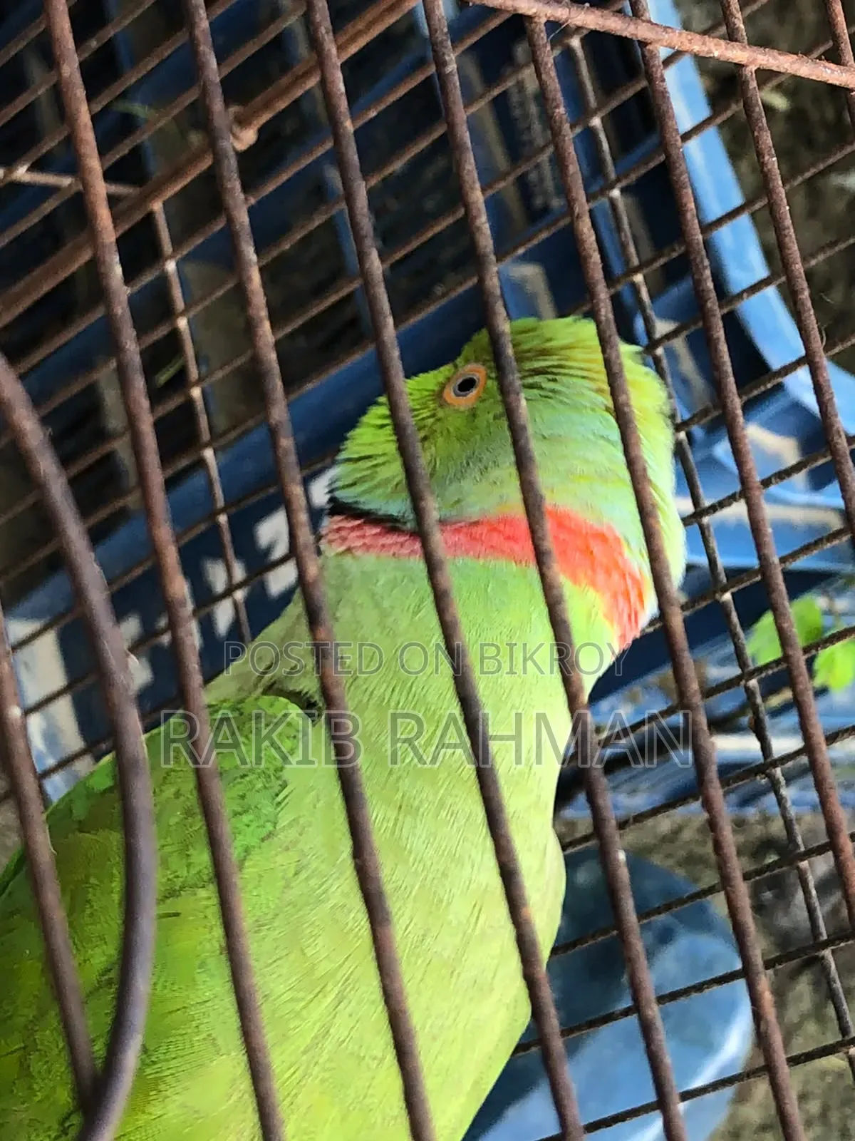 কথা বলা টেম টিয়া পাখি