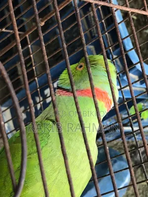 কথা বলা টেম টিয়া পাখি