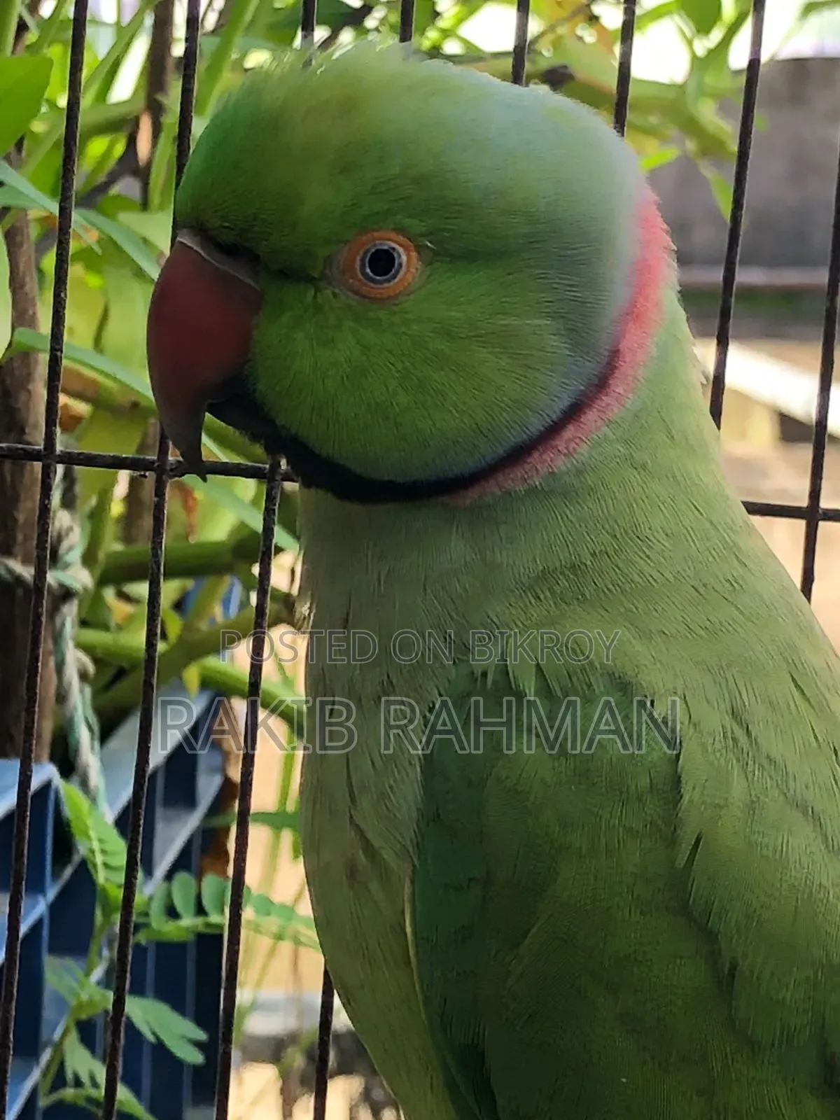কথা বলা টেম টিয়া পাখি