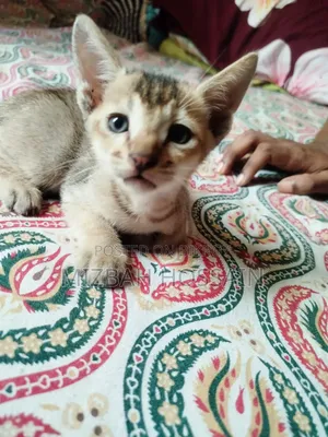 1-3 months Male Mixed Breed Bengal