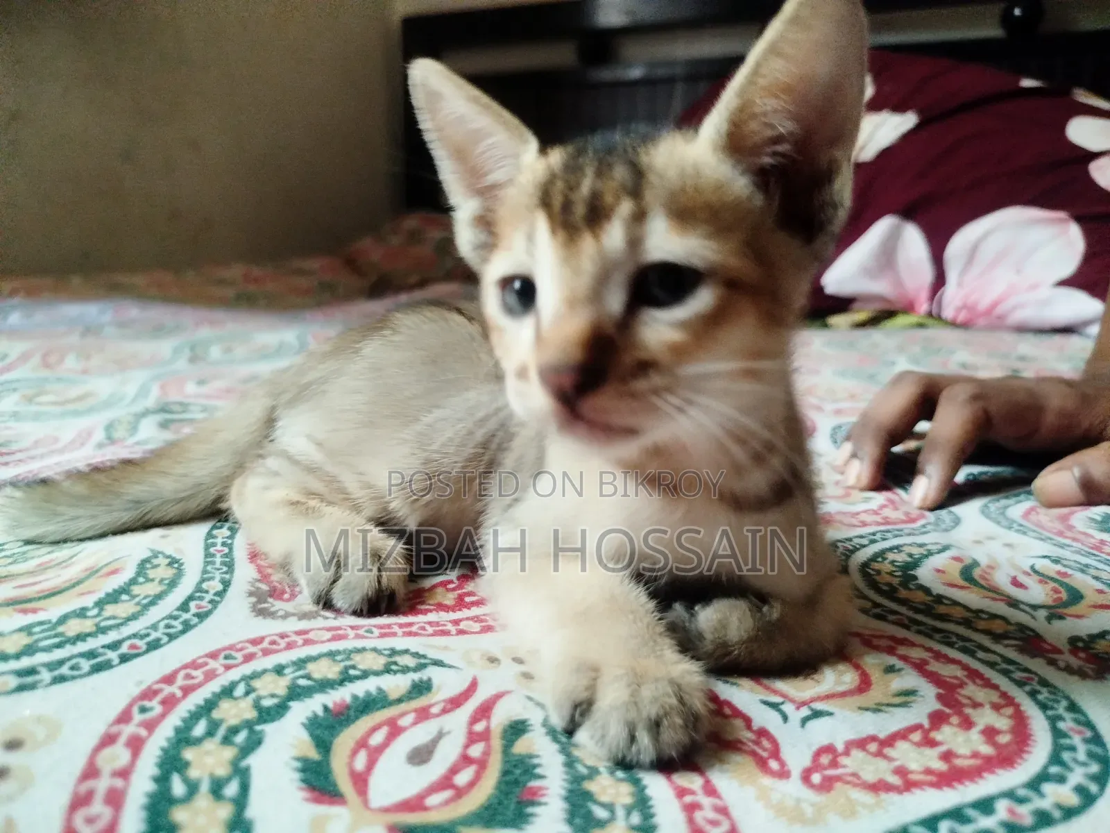 1-3 months Male Mixed Breed Bengal