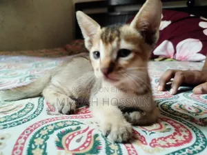 1-3 months Male Mixed Breed Bengal