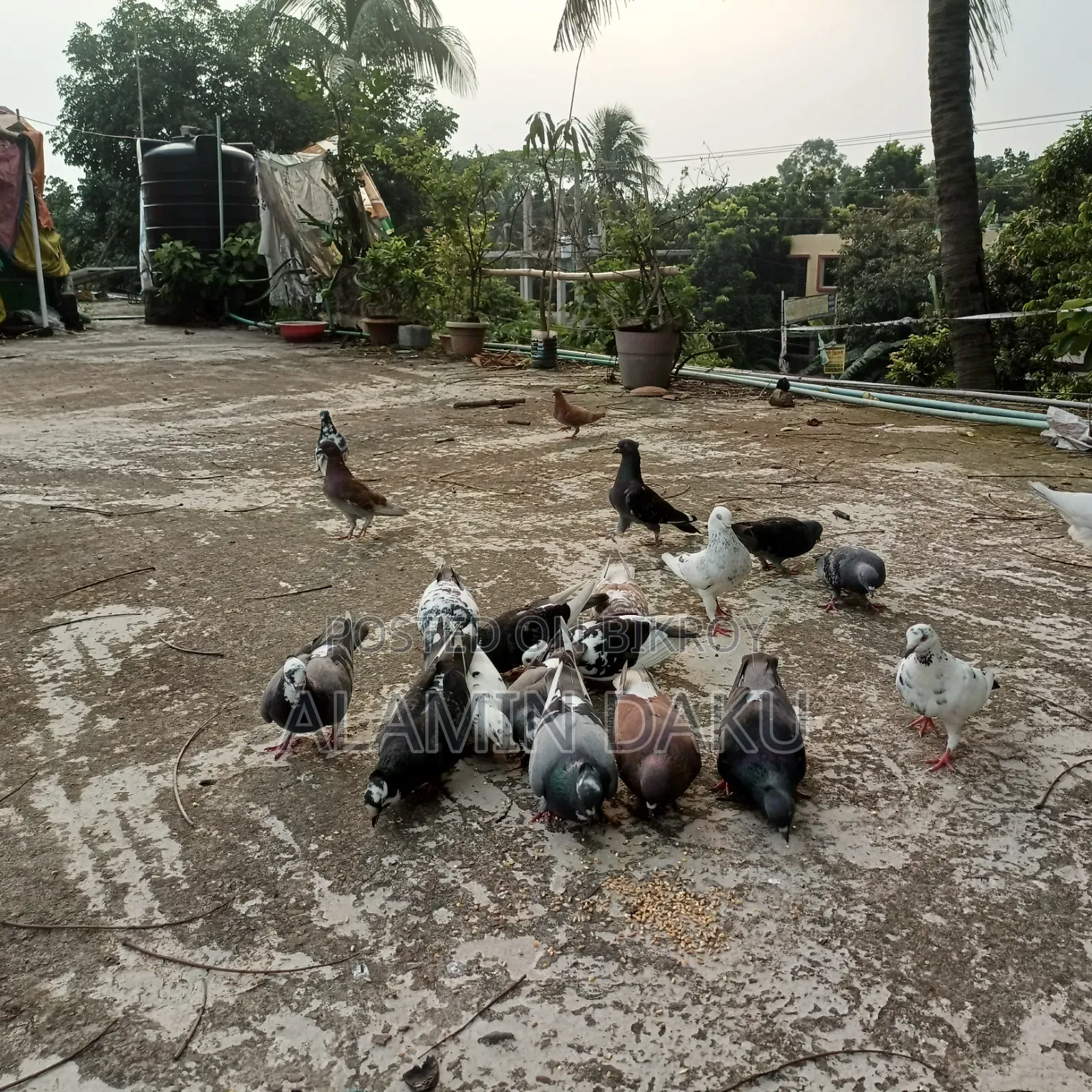 কবুতর বিক্রি জোড়া ৫০০ টাকা