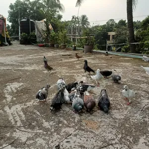 কবুতর বিক্রি জোড়া ৫০০ টাকা