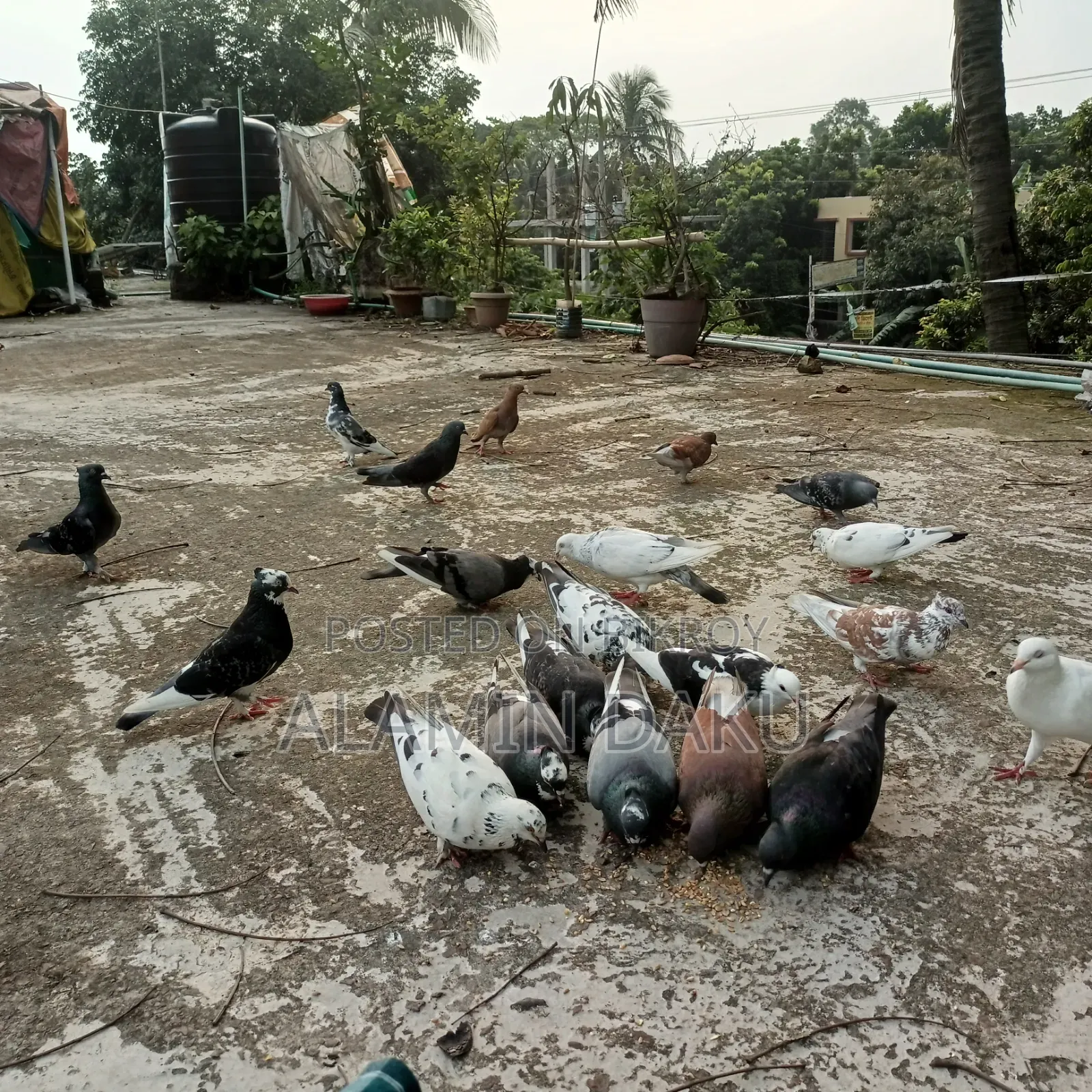 কবুতর বিক্রি জোড়া ৫০০ টাকা