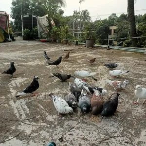 কবুতর বিক্রি জোড়া ৫০০ টাকা