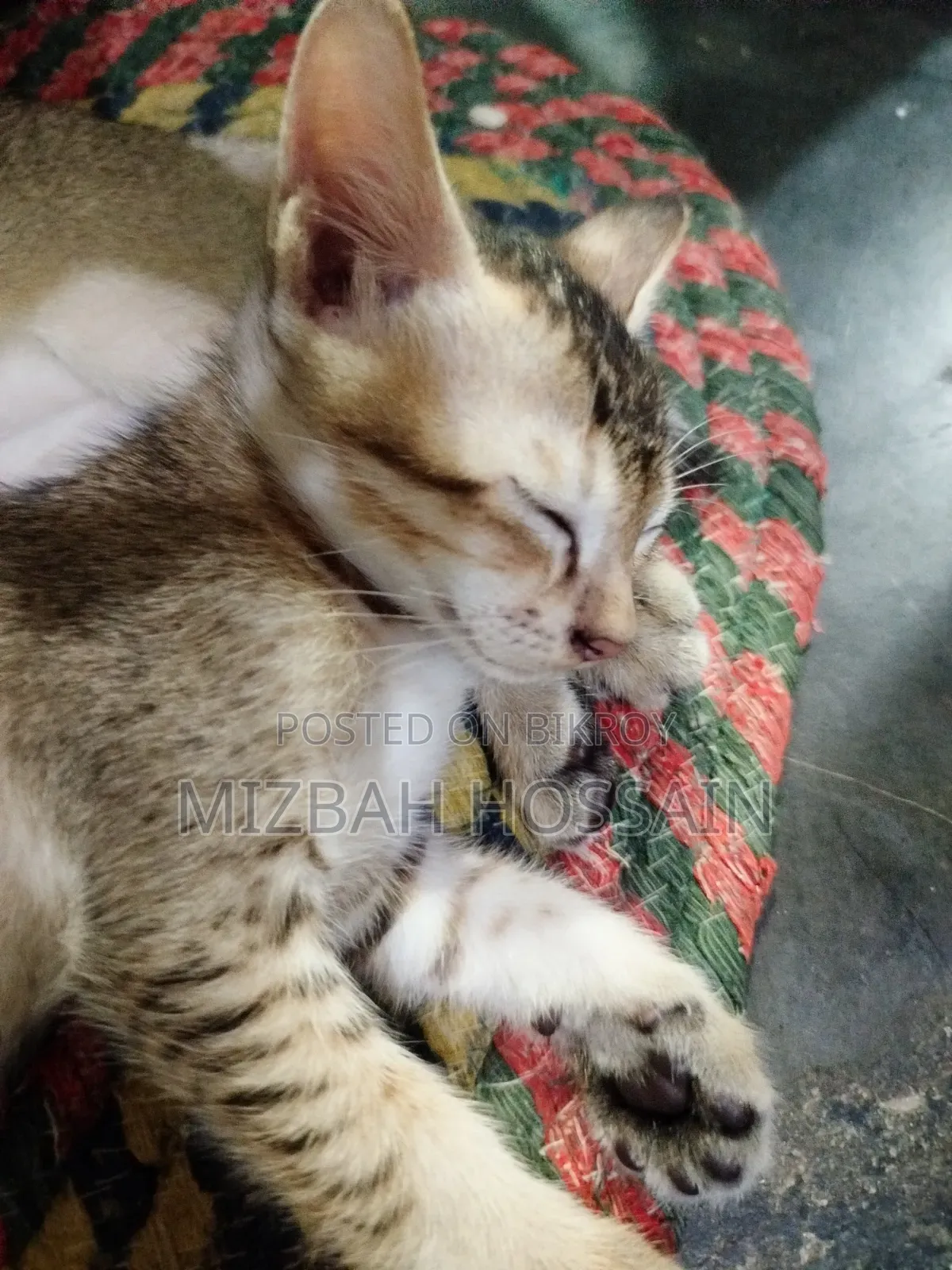 1-3 months Male Mixed Breed Bengal