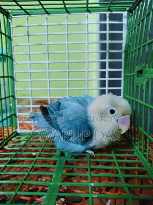 ব্লু লাভ বার্ড পেয়ার