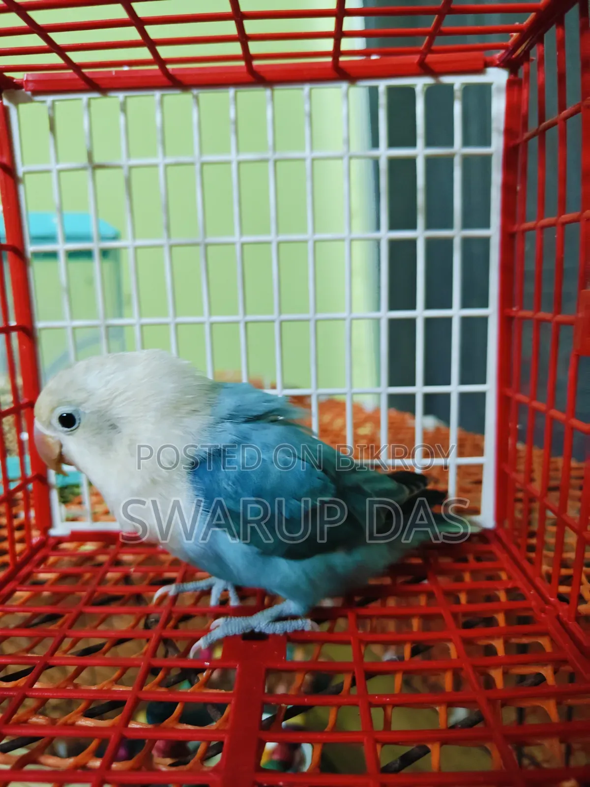 ব্লু লাভ বার্ড পেয়ার