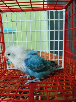 ব্লু লাভ বার্ড পেয়ার