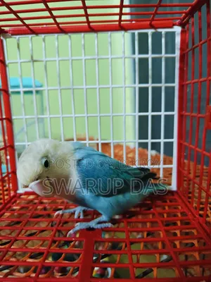 ব্লু লাভ বার্ড পেয়ার