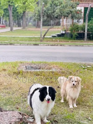 1+ year Male Purebred Japanese Spitz
