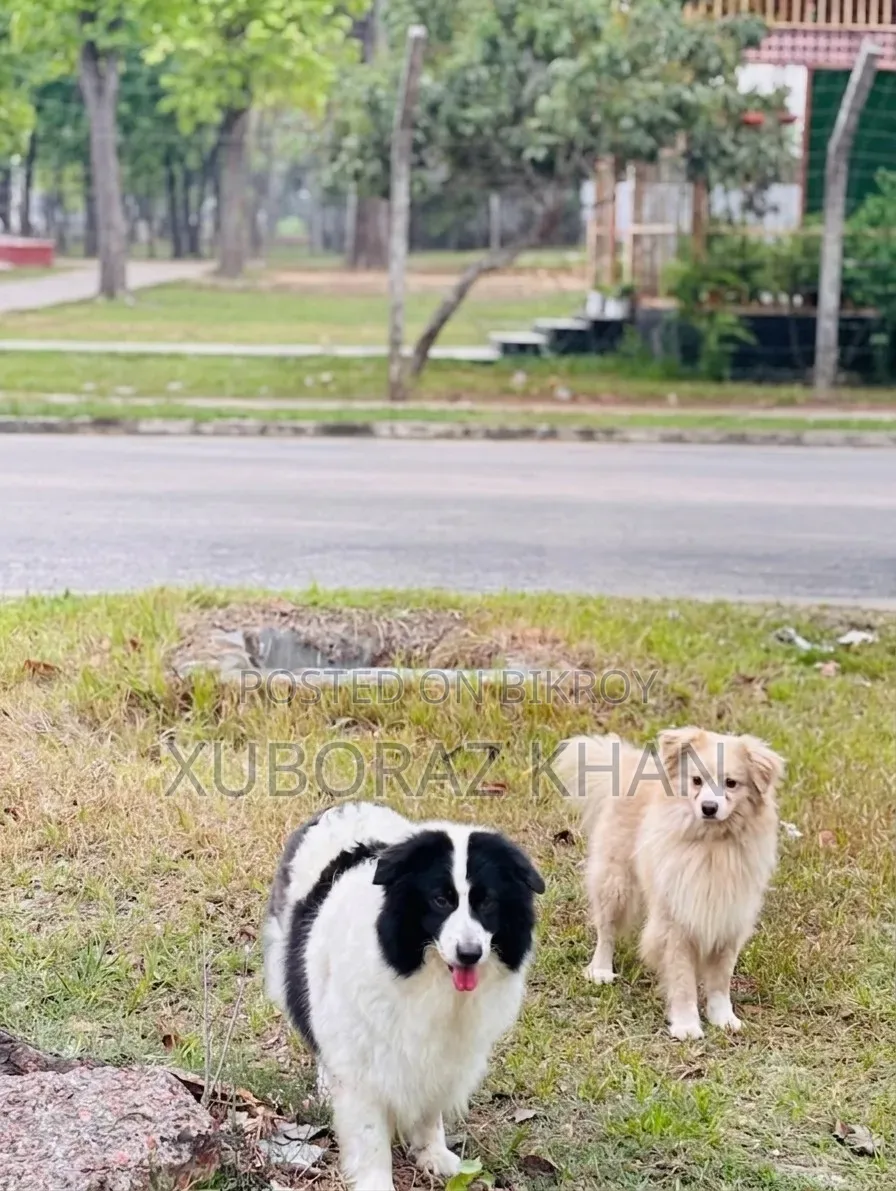 1+ year Male Purebred Japanese Spitz