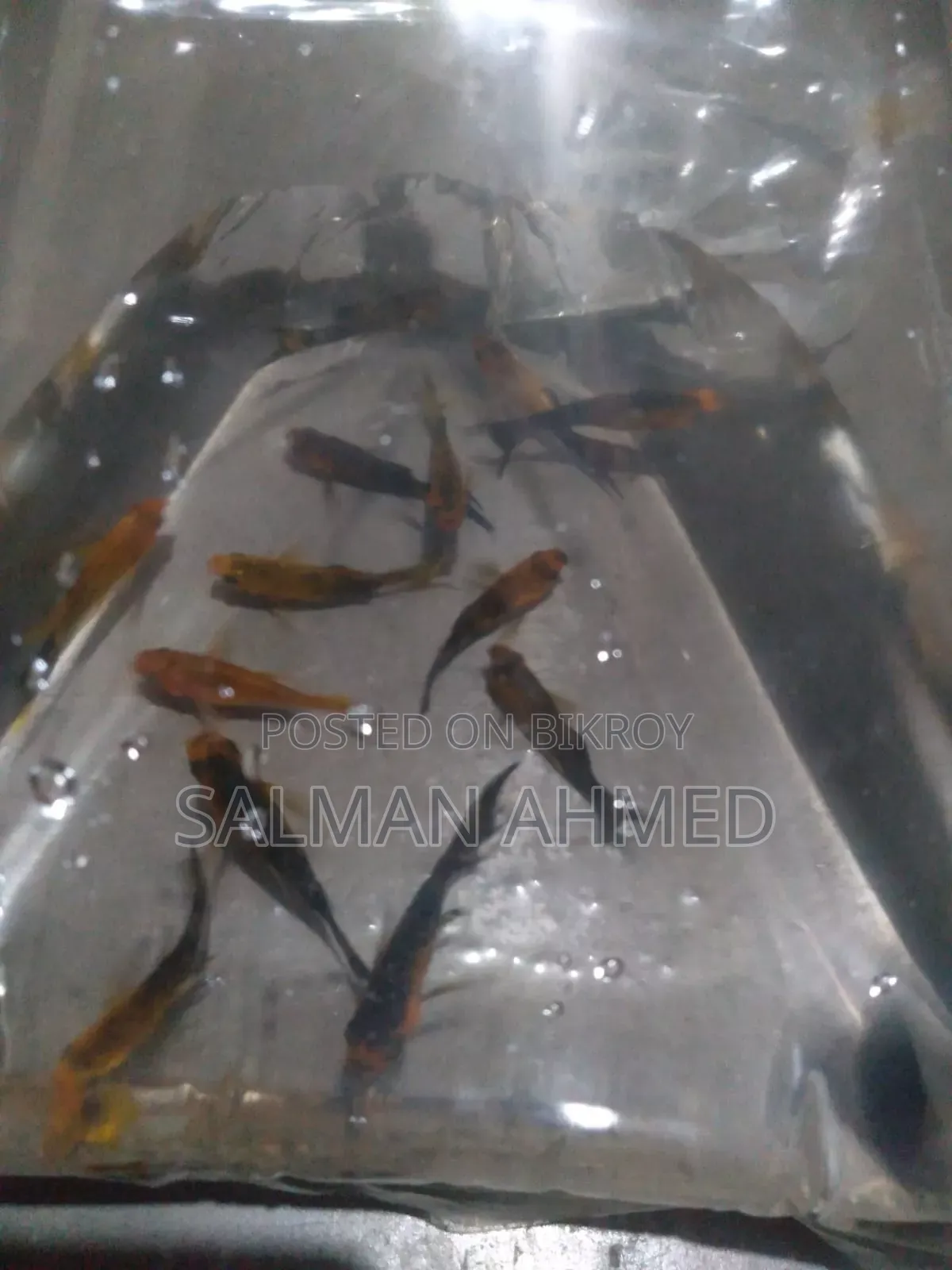 রেডিয়াম মুনটেল গোল্ডাস মলি