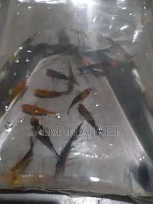 রেডিয়াম মুনটেল গোল্ডাস মলি