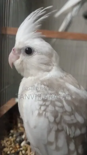 Whiteface Pearl Cockatiel