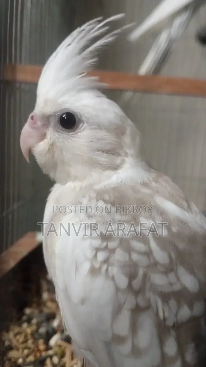 Whiteface Pearl Cockatiel