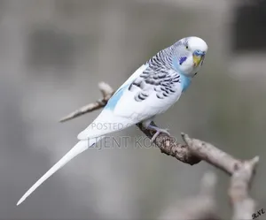 বাজিগর পাখির রানিং পেয়ার বিক্রি করা হবে