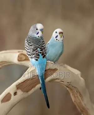 বাজিগর পাখির রানিং পেয়ার বিক্রি করা হবে
