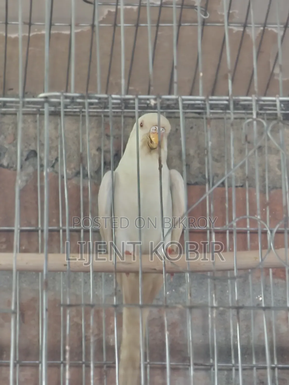 বাজিগর পাখির রানিং পেয়ার বিক্রি করা হবে