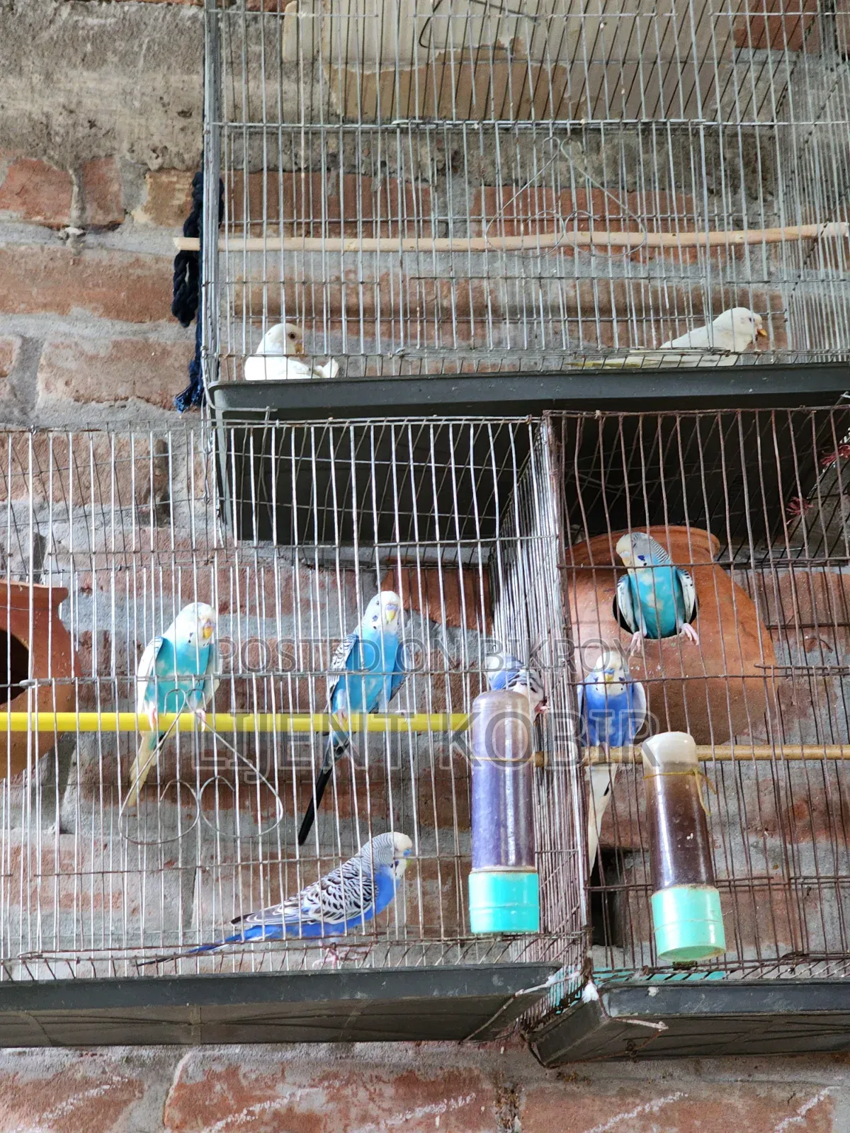 বাজিগর পাখির রানিং পেয়ার বিক্রি করা হবে