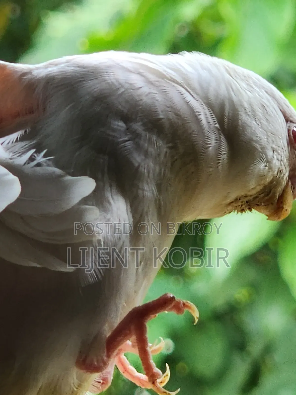 বাজিগর পাখির রানিং পেয়ার বিক্রি করা হবে