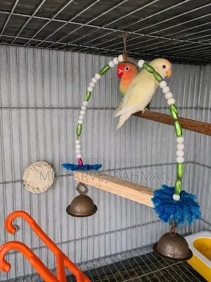 Love Birds