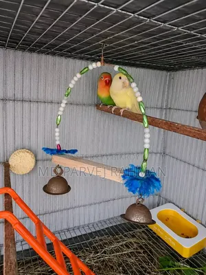 Love Birds