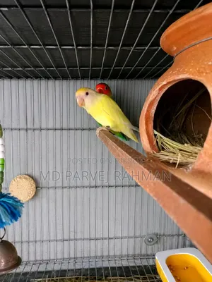 Love Birds