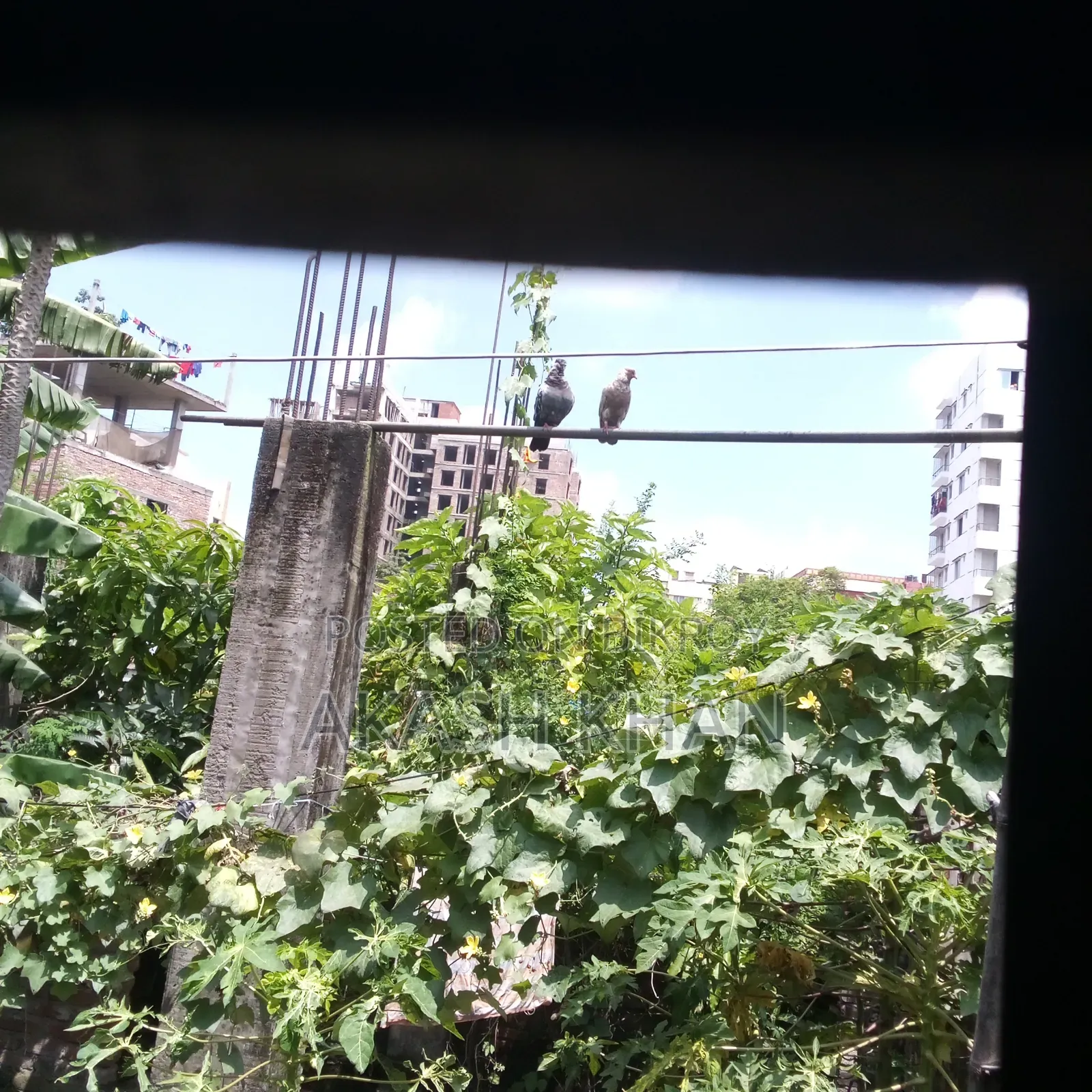তিন জোড়া কবুতর ব্রিকি করবো
