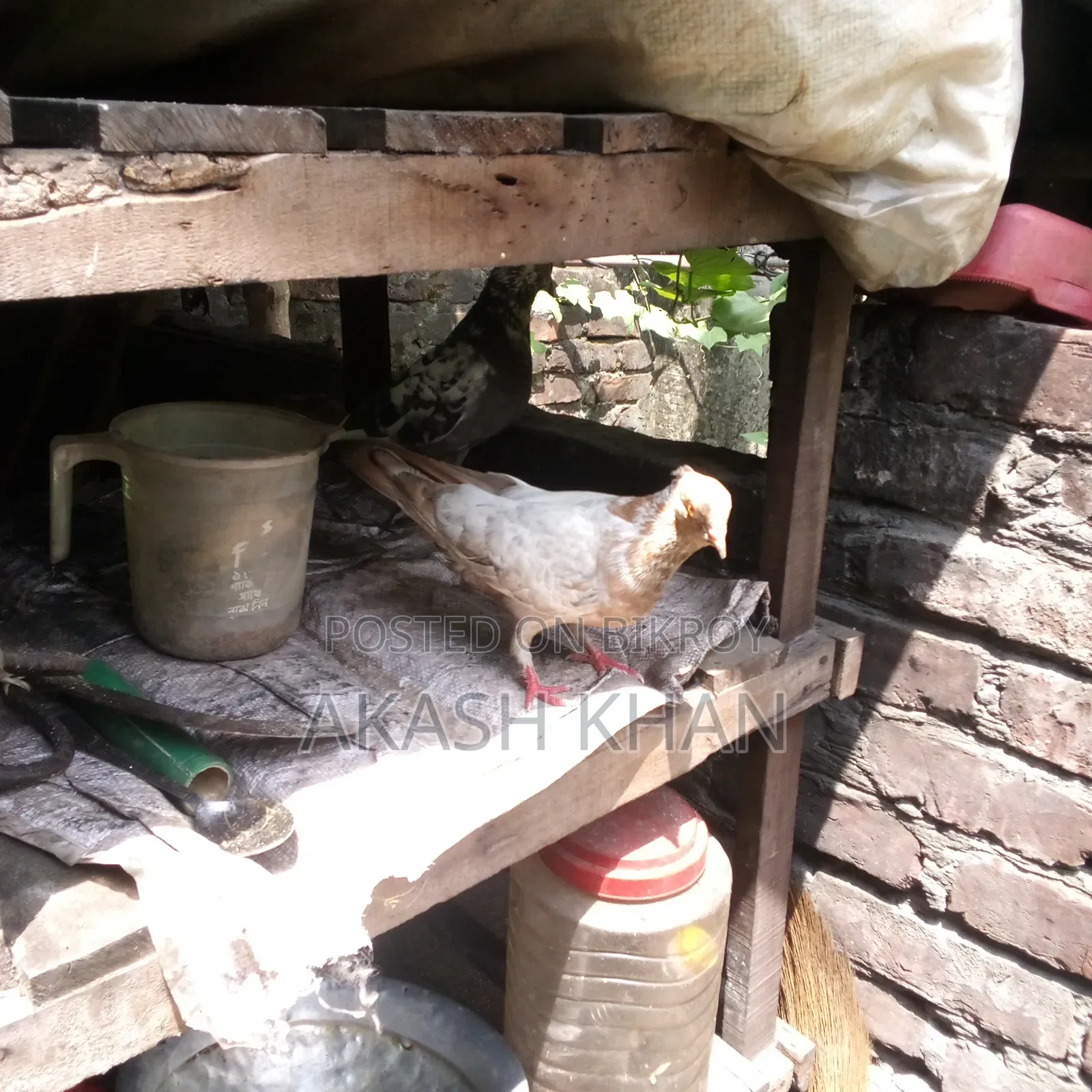 তিন জোড়া কবুতর ব্রিকি করবো