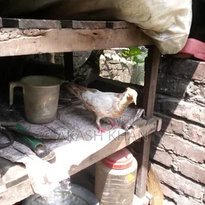 তিন জোড়া কবুতর ব্রিকি করবো