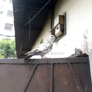 তিন জোড়া কবুতর ব্রিকি করবো