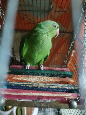 Adult Female Ringneck