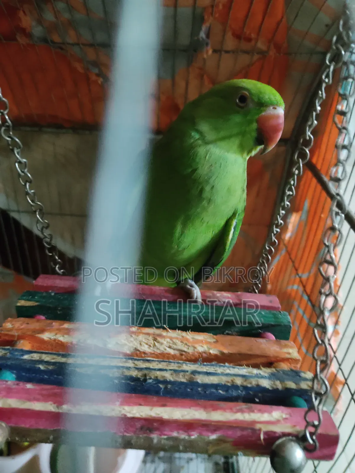 Adult Female Ringneck
