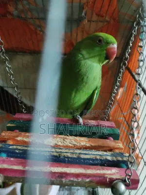 Adult Female Ringneck