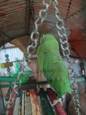 Adult Female Ringneck
