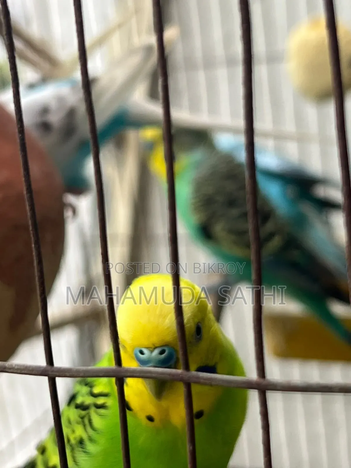 ২জোড়া বাজিগর পাখি
