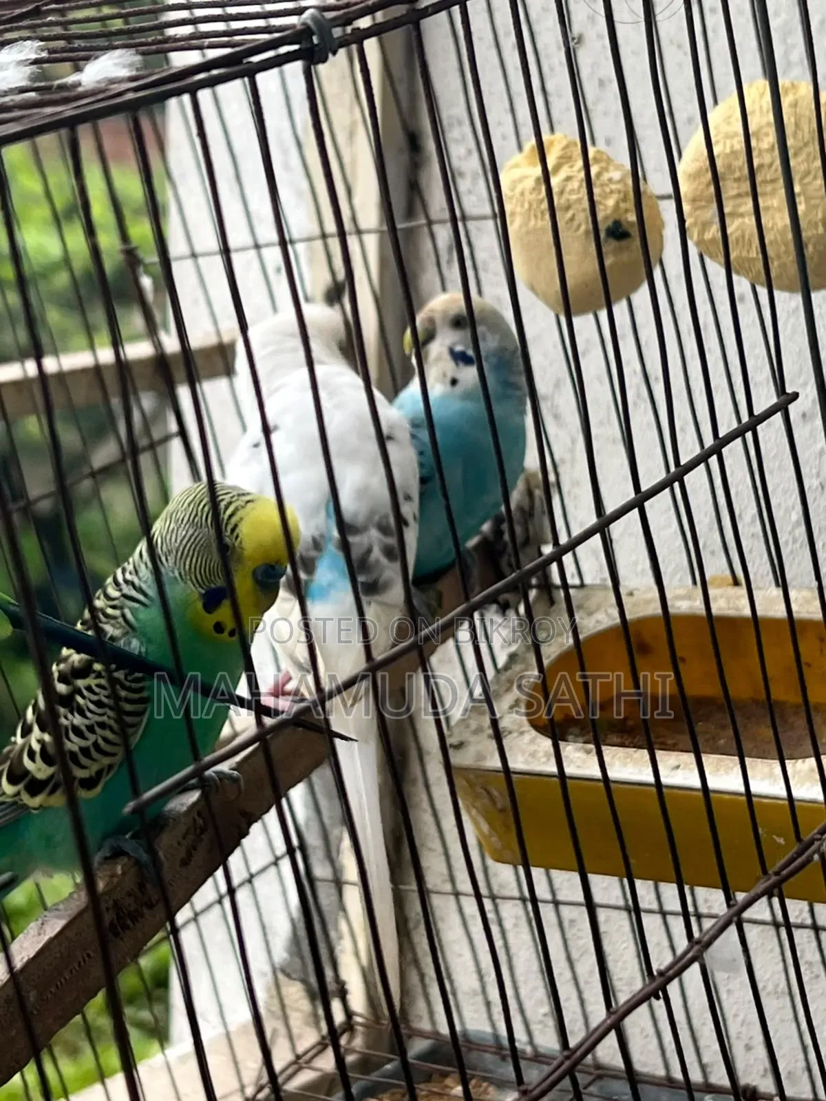 ২জোড়া বাজিগর পাখি