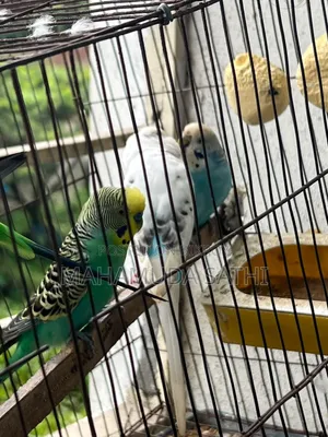 ২জোড়া বাজিগর পাখি