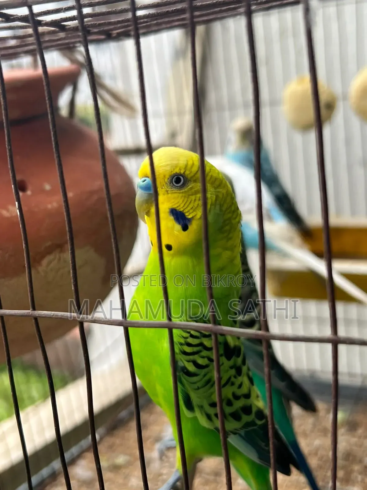 ২জোড়া বাজিগর পাখি