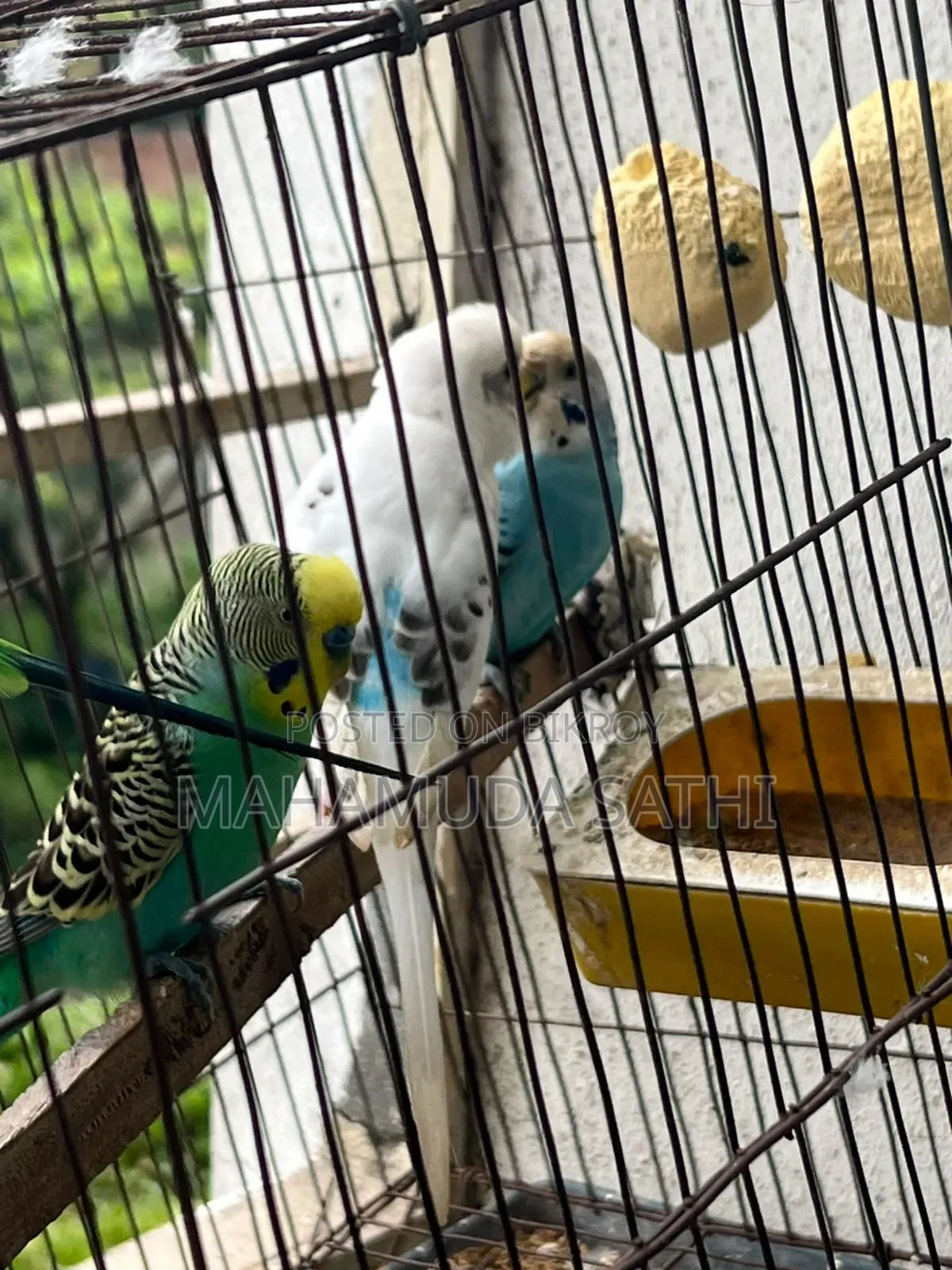 ২জোড়া বাজিগর পাখি