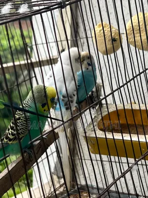 ২জোড়া বাজিগর পাখি