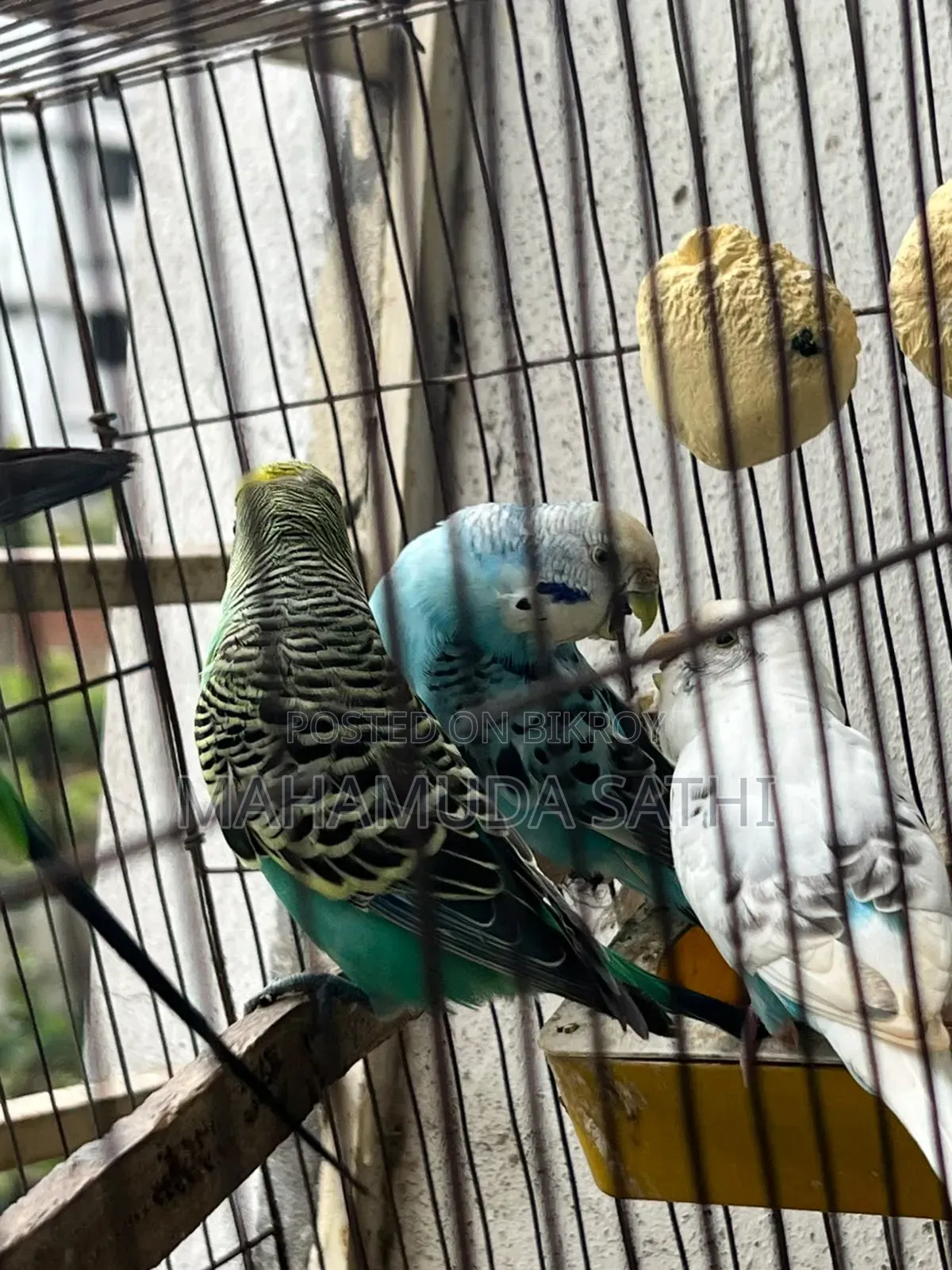 ২জোড়া বাজিগর পাখি