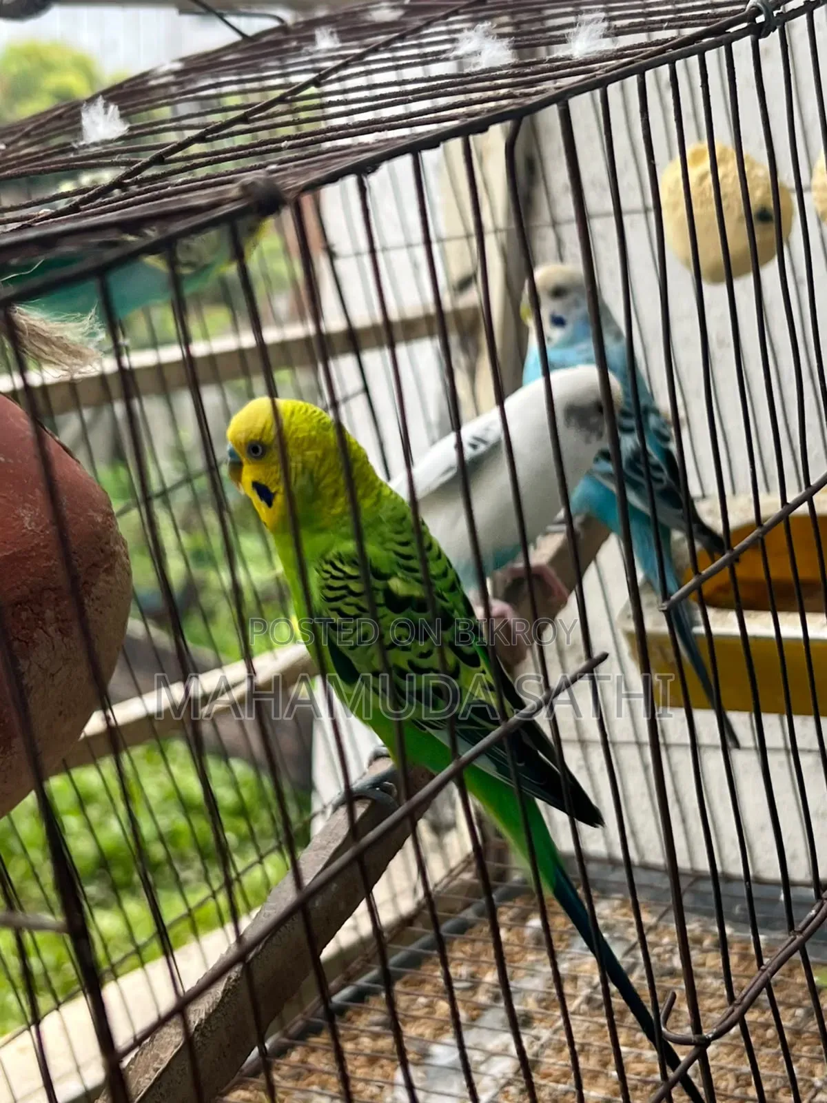 ২জোড়া বাজিগর পাখি