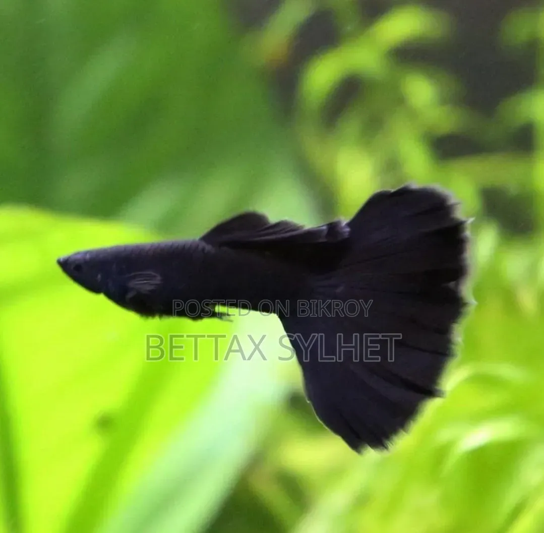 Black Moscow Guppy Fish