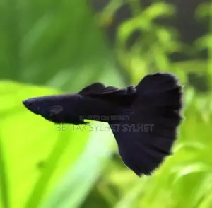 Black Moscow Guppy Fish