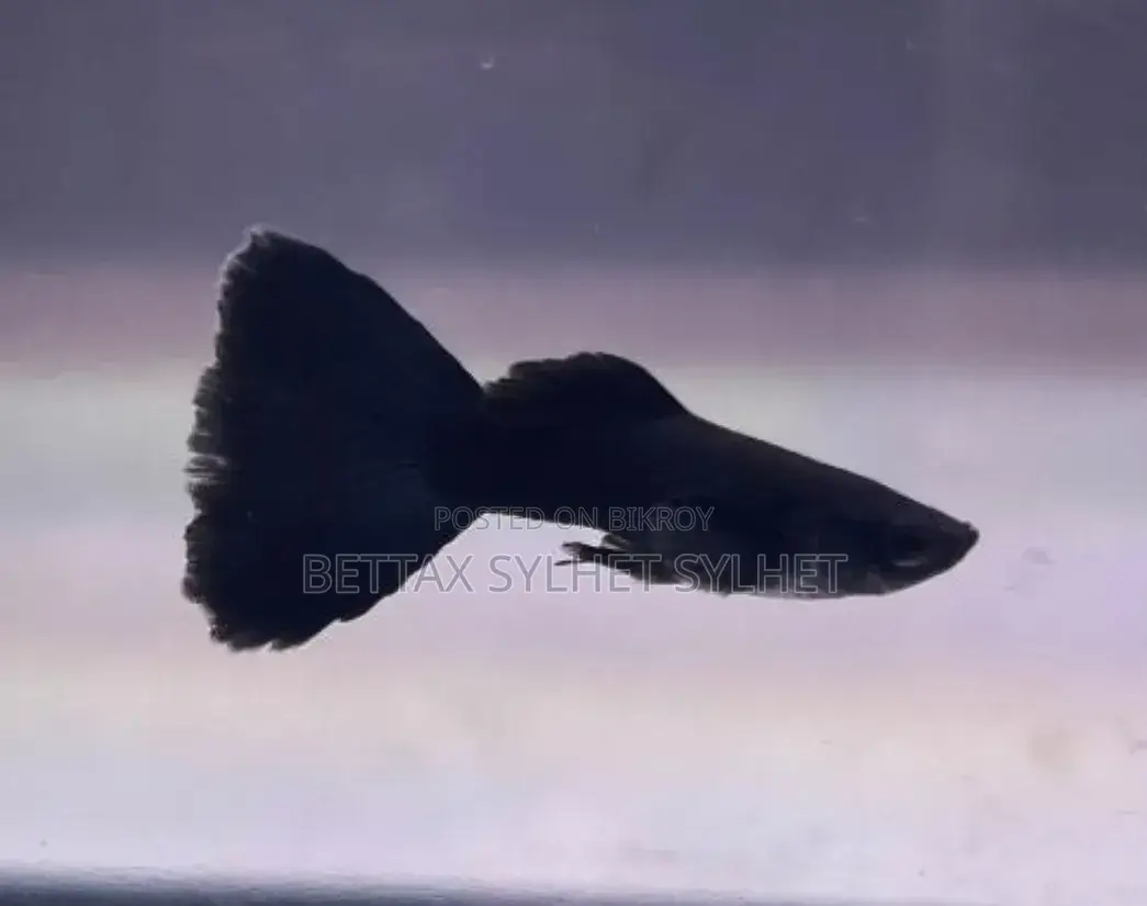 Black Moscow Guppy Fish